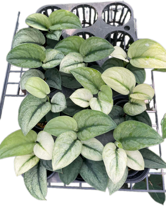 Scindapsus Exotica Mint Variegated Set of 5 Plants Wholesale