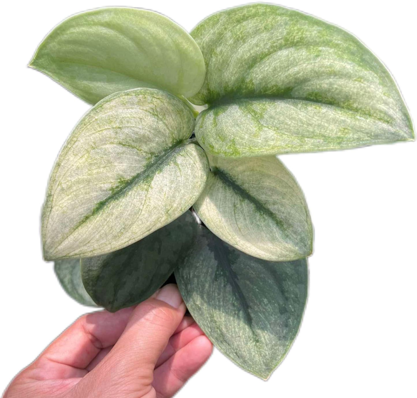 Scindapsus Exotica Mint Variegated Set of 5 Plants Wholesale