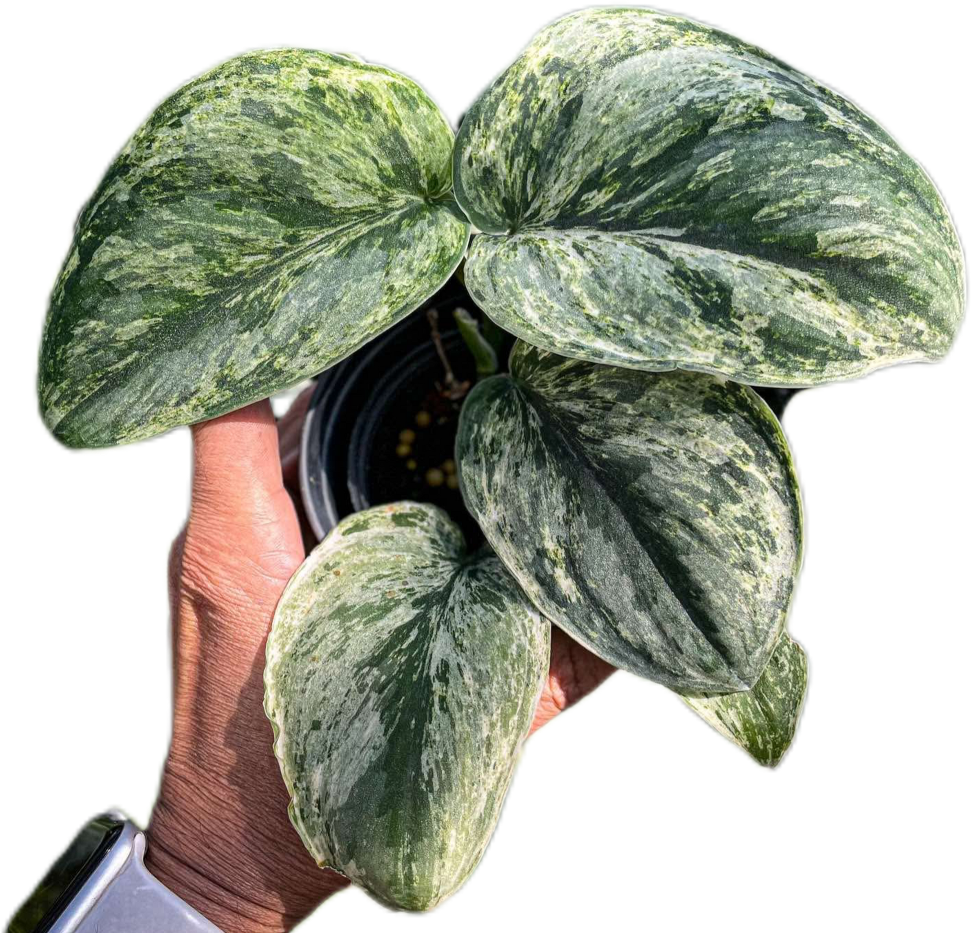 Scindapsus Exotica “Hologram” – Set of 5 Plants