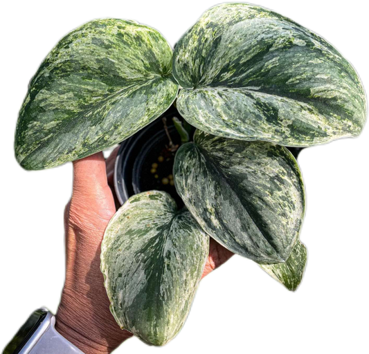 Scindapsus Exotica “Hologram” – Set of 5 Plants