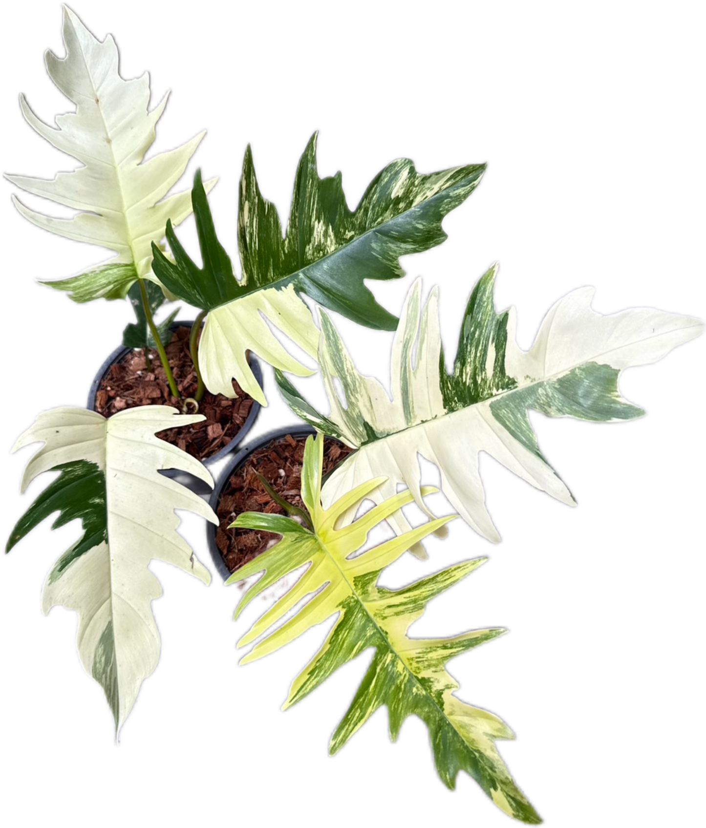 Philodendron Florida Beauty x Tortum Variegated Wholesale Set of 3 Plants