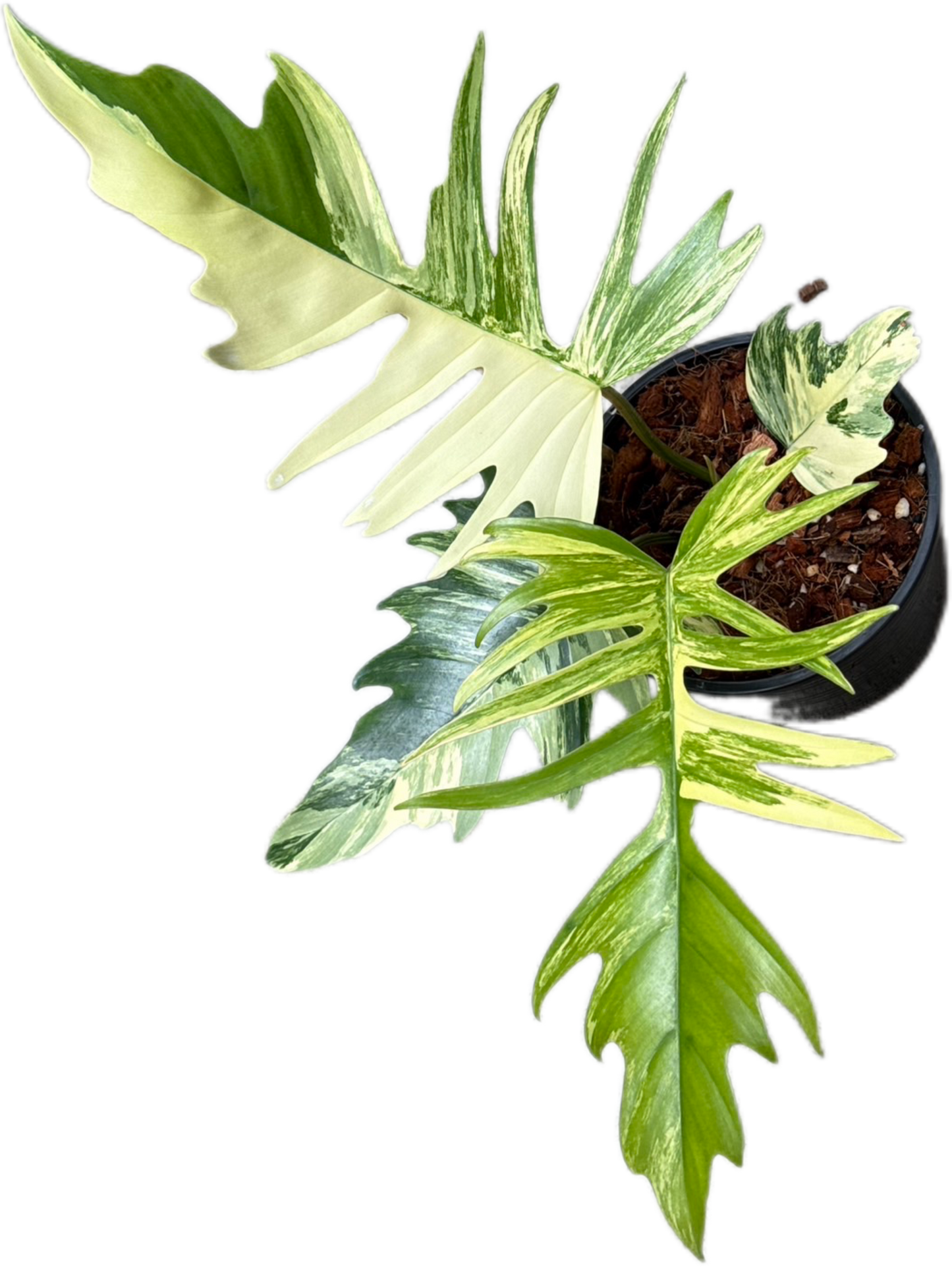 Philodendron Florida Beauty x Tortum Variegated Wholesale Set of 3 Plants
