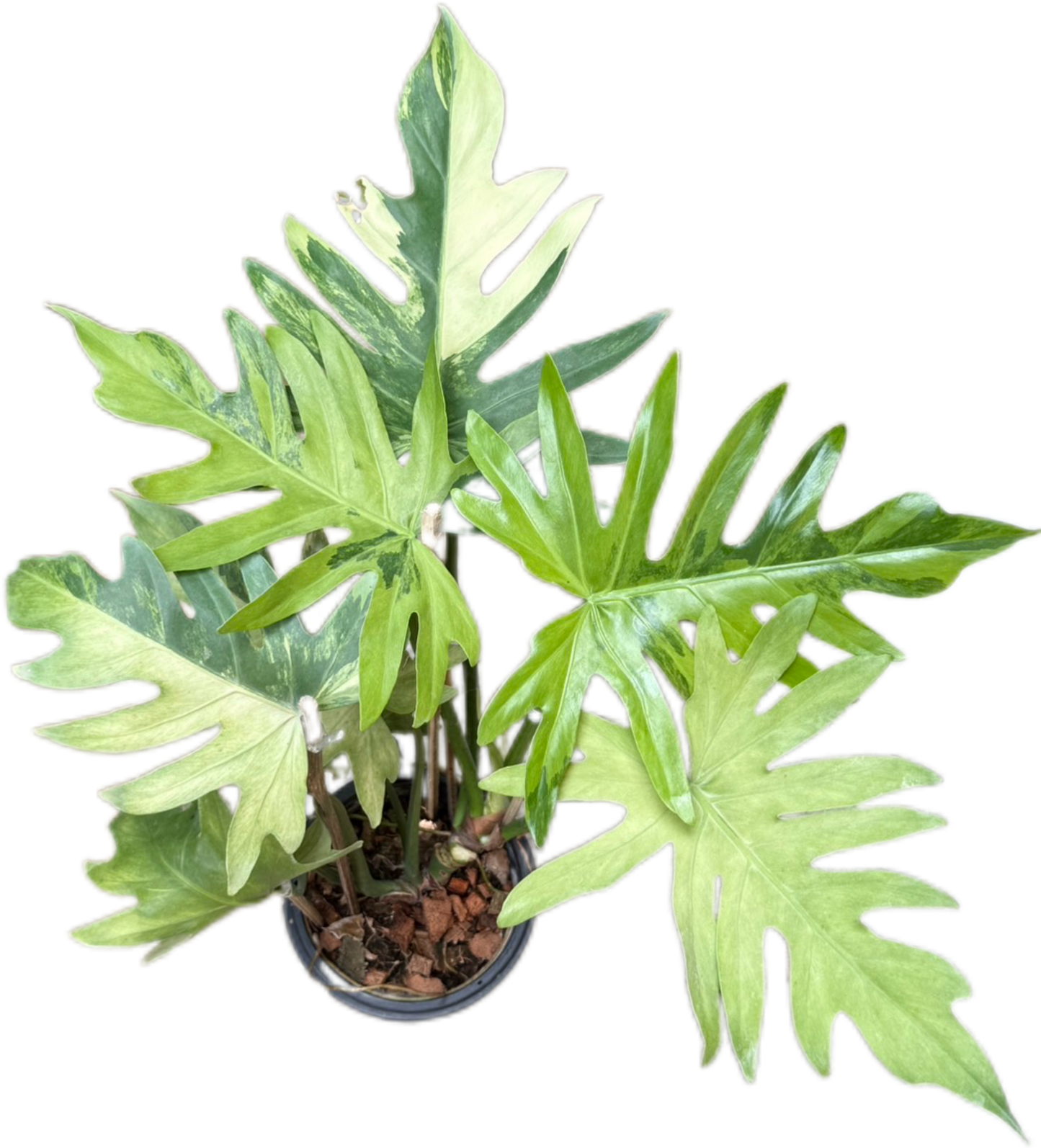 Philodendron Radiatum Variegated Set of 3 Plants