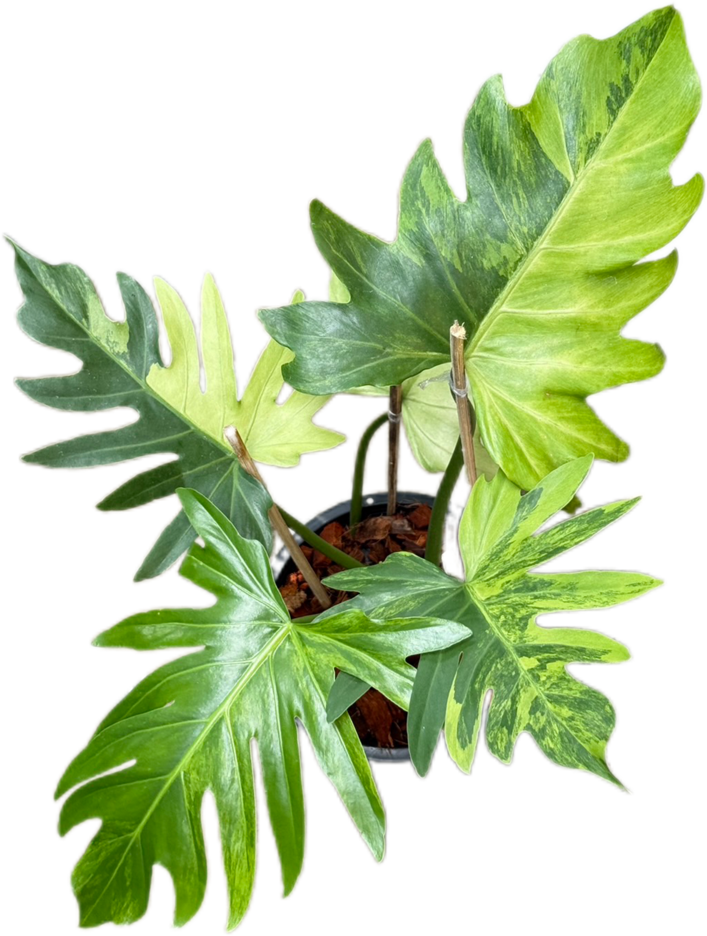 Philodendron Radiatum Variegated Set of 3 Plants