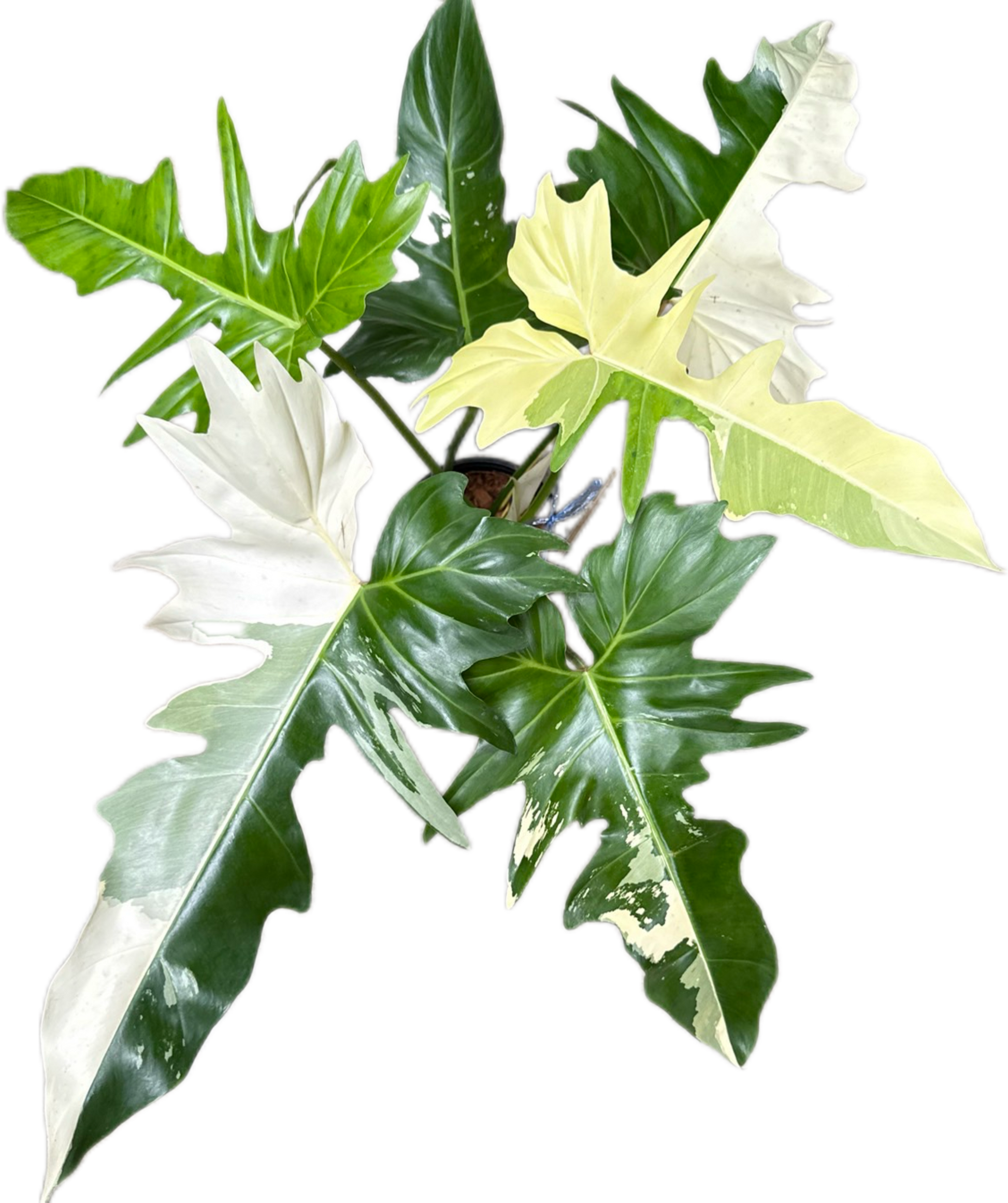 Philodendron Golden Dragon Variegated – Wholesale Set of 3 Rare Plants