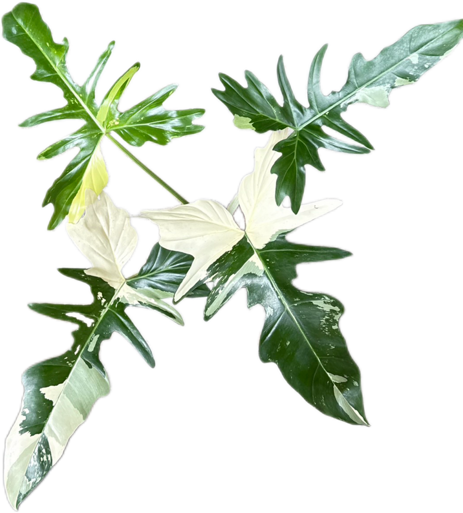 Philodendron Golden Dragon Variegated – Wholesale Set of 3 Rare Plants