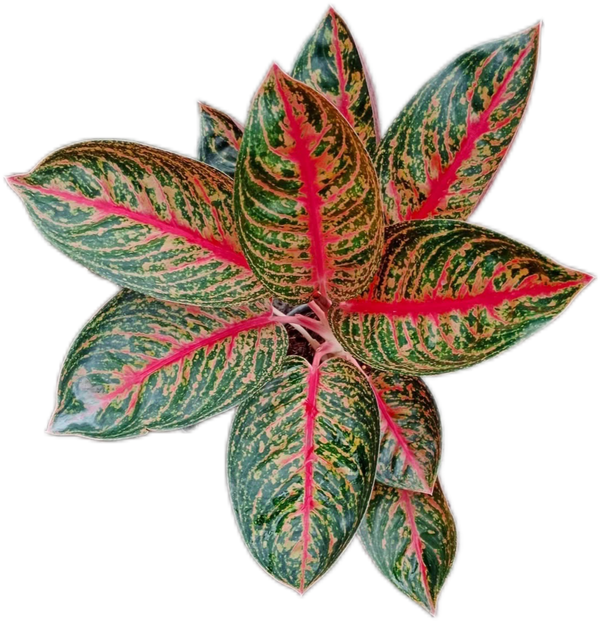 Aglaonema “Widuri” Set of 10 Live Plants