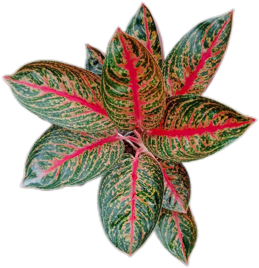 Aglaonema “Widuri” Set of 10 Live Plants