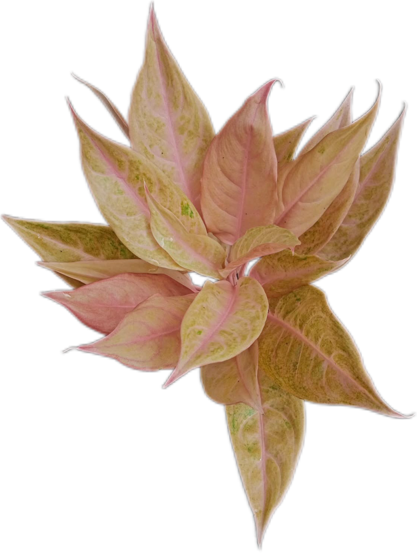 Aglaonema “Mulan” | Set of 10 Live Plants