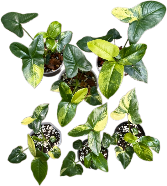 Philodendron Goeldii Variegated – Set of 5 Plants (Wholesale)