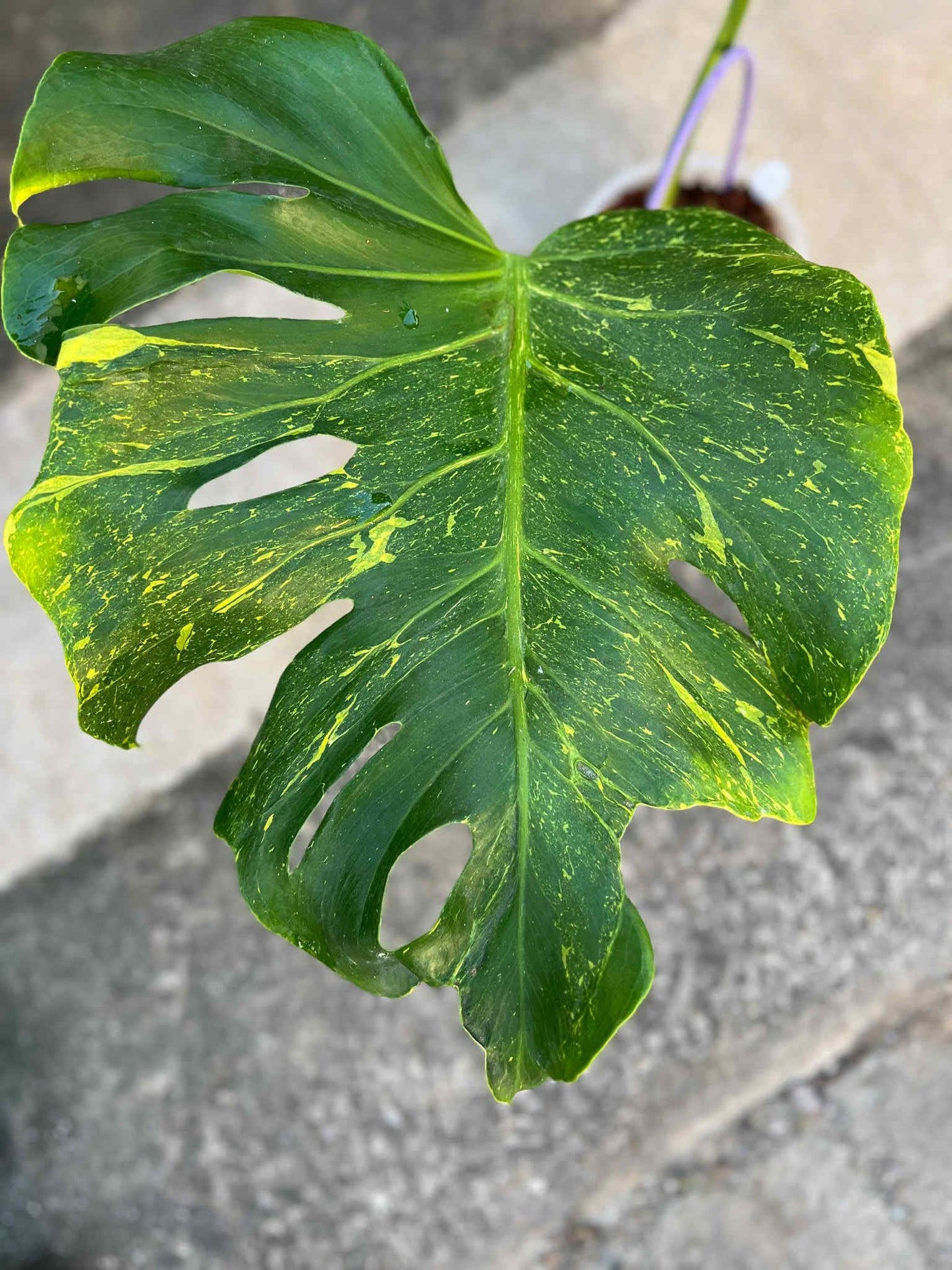 Monstera deliciosa ‘Thunderbolt Variegated’ — Rare Splash Variegation | Collector’s Premium Form