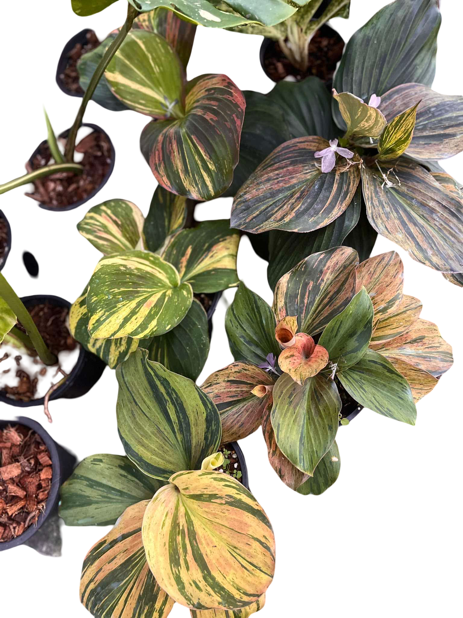 Buy Kaempferia sp. Variegated | Thailand Export – FloristaPearl Garden