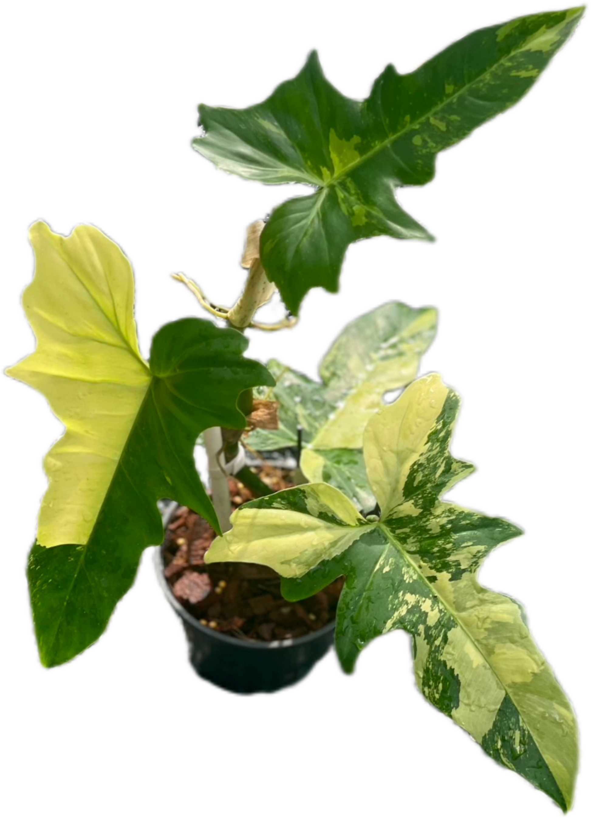 Philodendron Golden Dragon Variegated