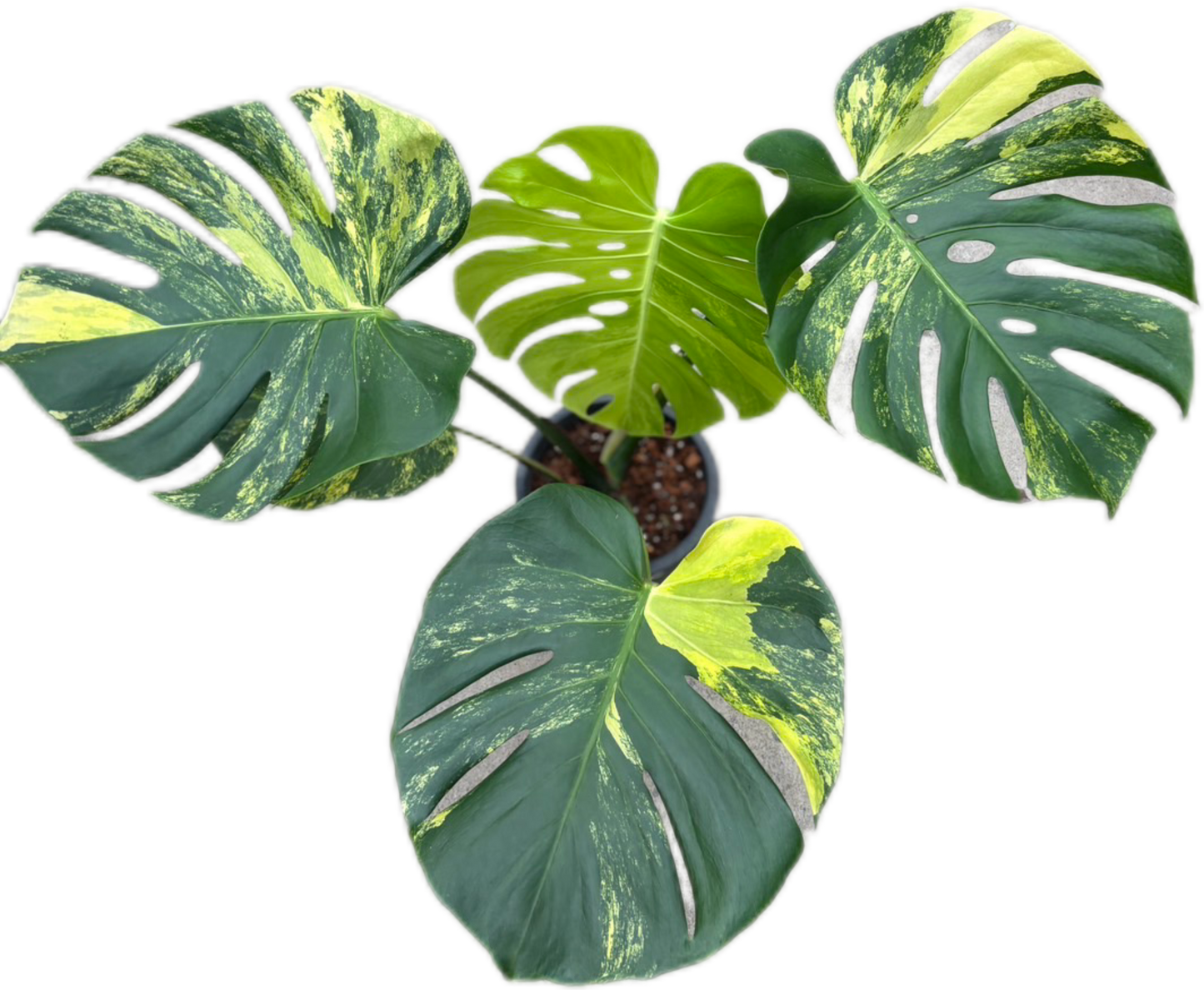 Monstera Deliciosa “Yellow Marilyn”