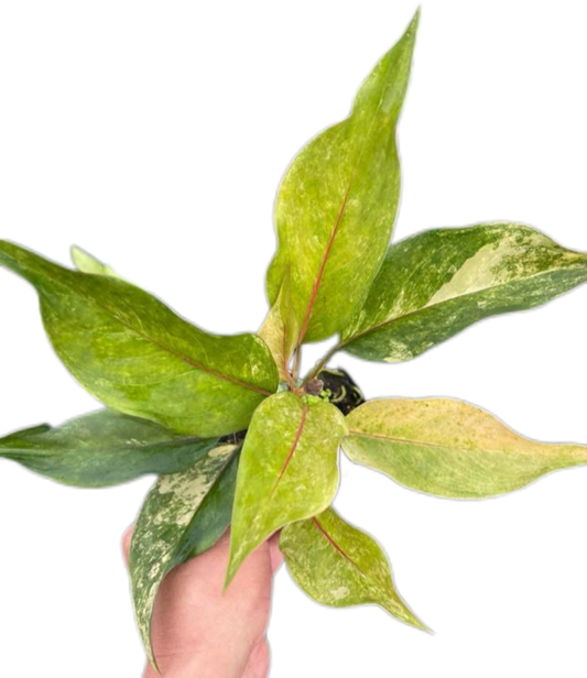 Aglaonema sp. "Khan-hmak" Variegated – Wholesale Set of 10 Plants