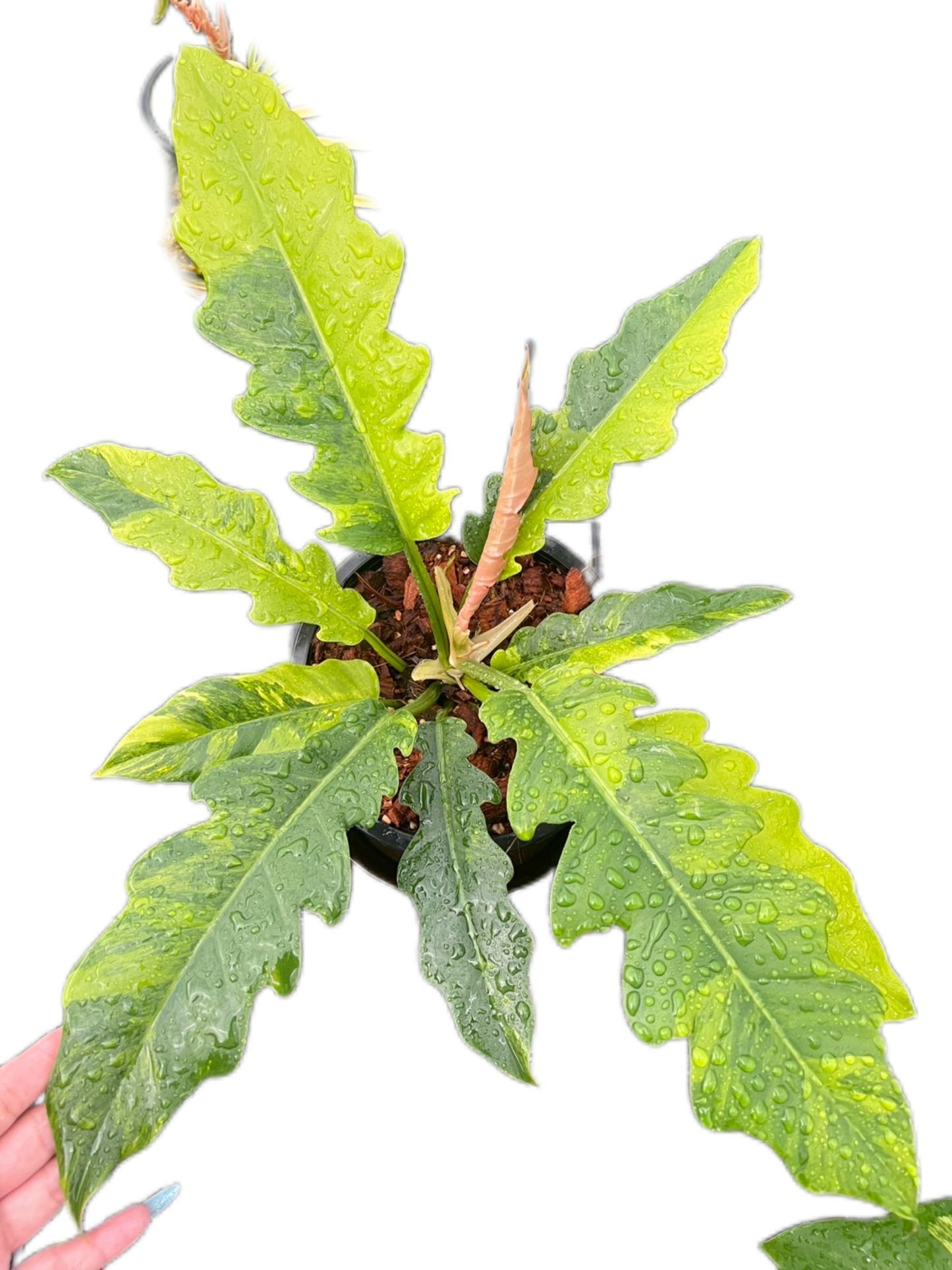 Philodendron Jungle Boogie Variegated