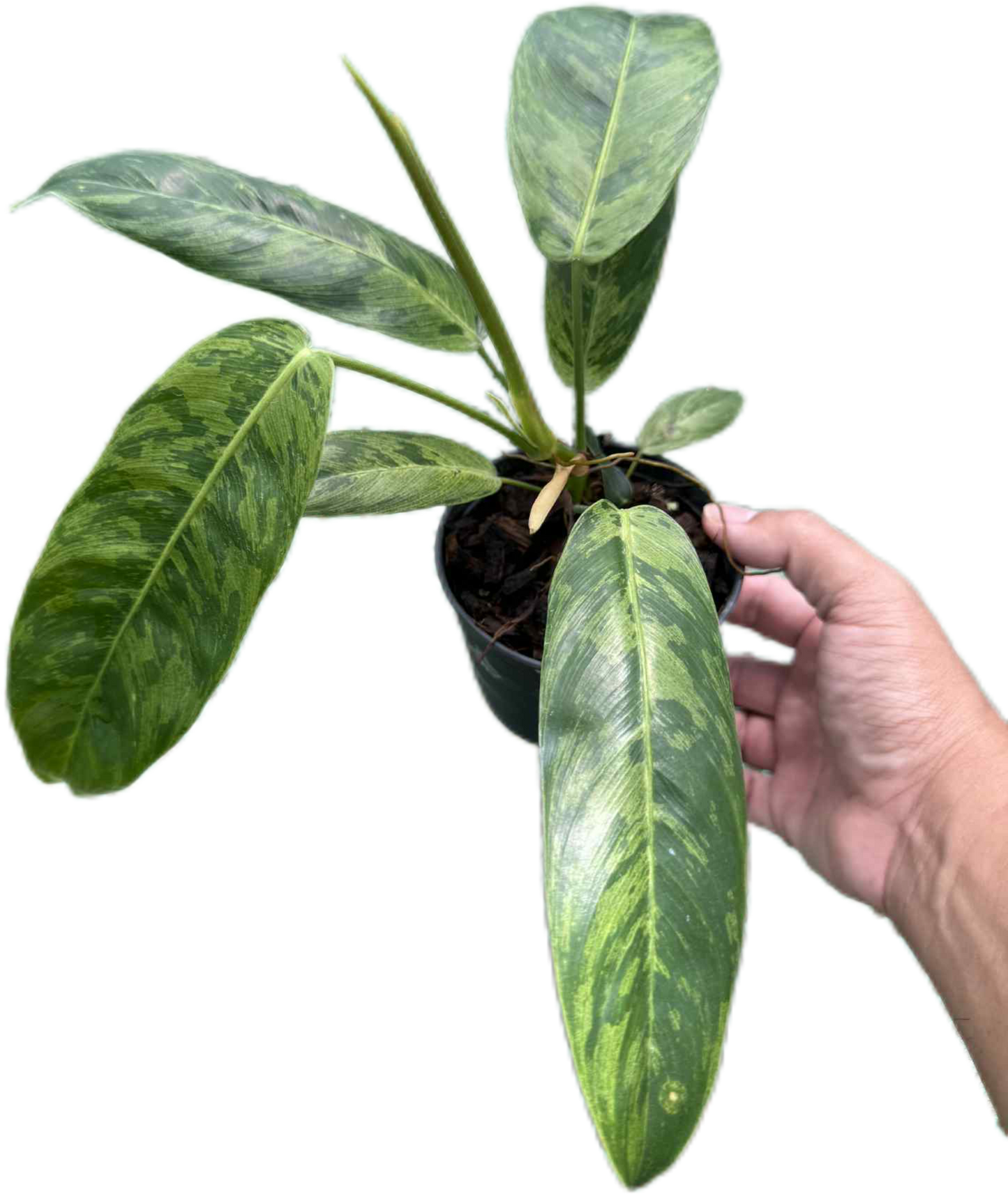 Rare Philodendron patriciae Variegated