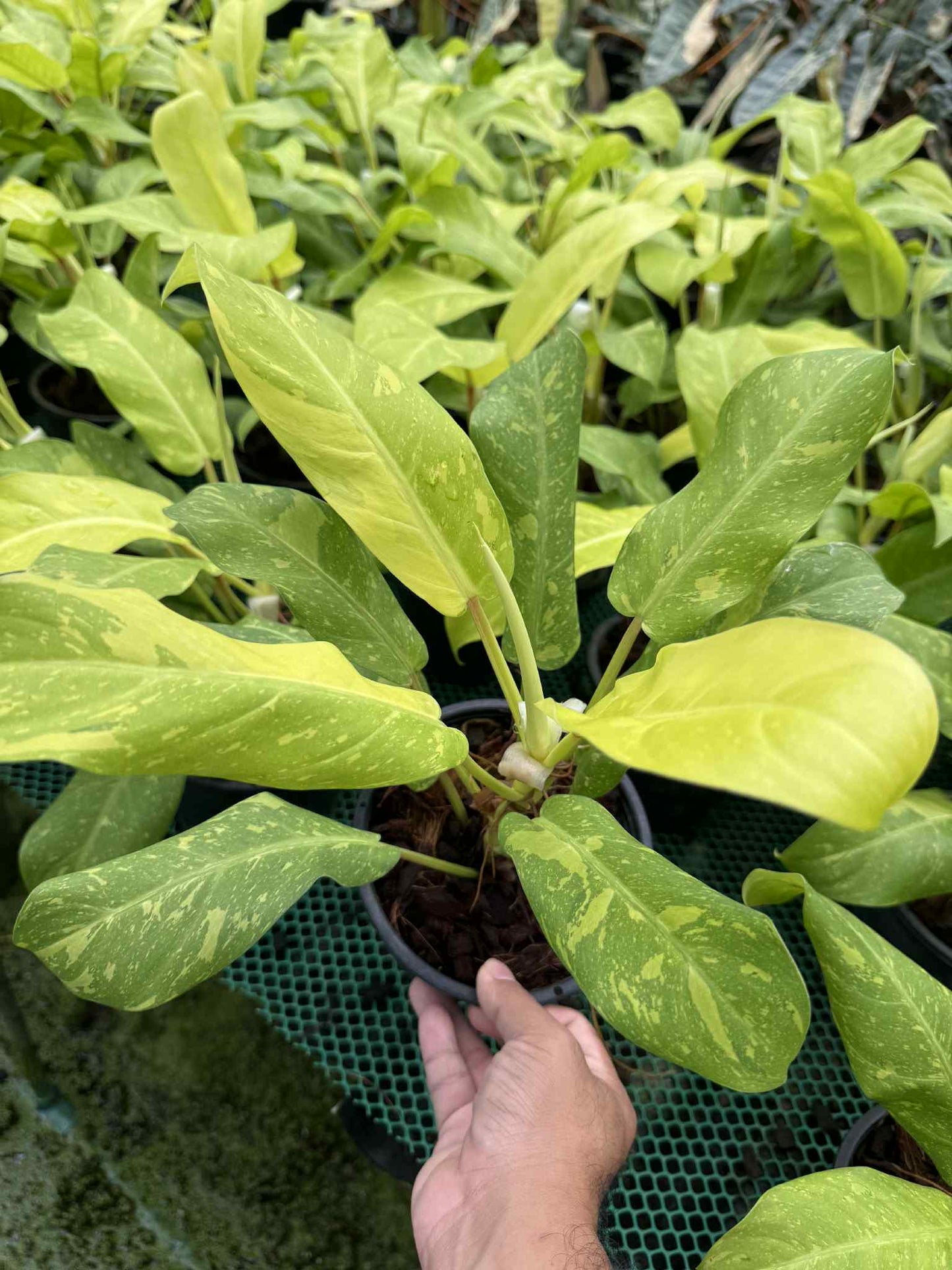 Philodendron Golden Goddess Variegated – Set of 5 Plants (Wholesale)