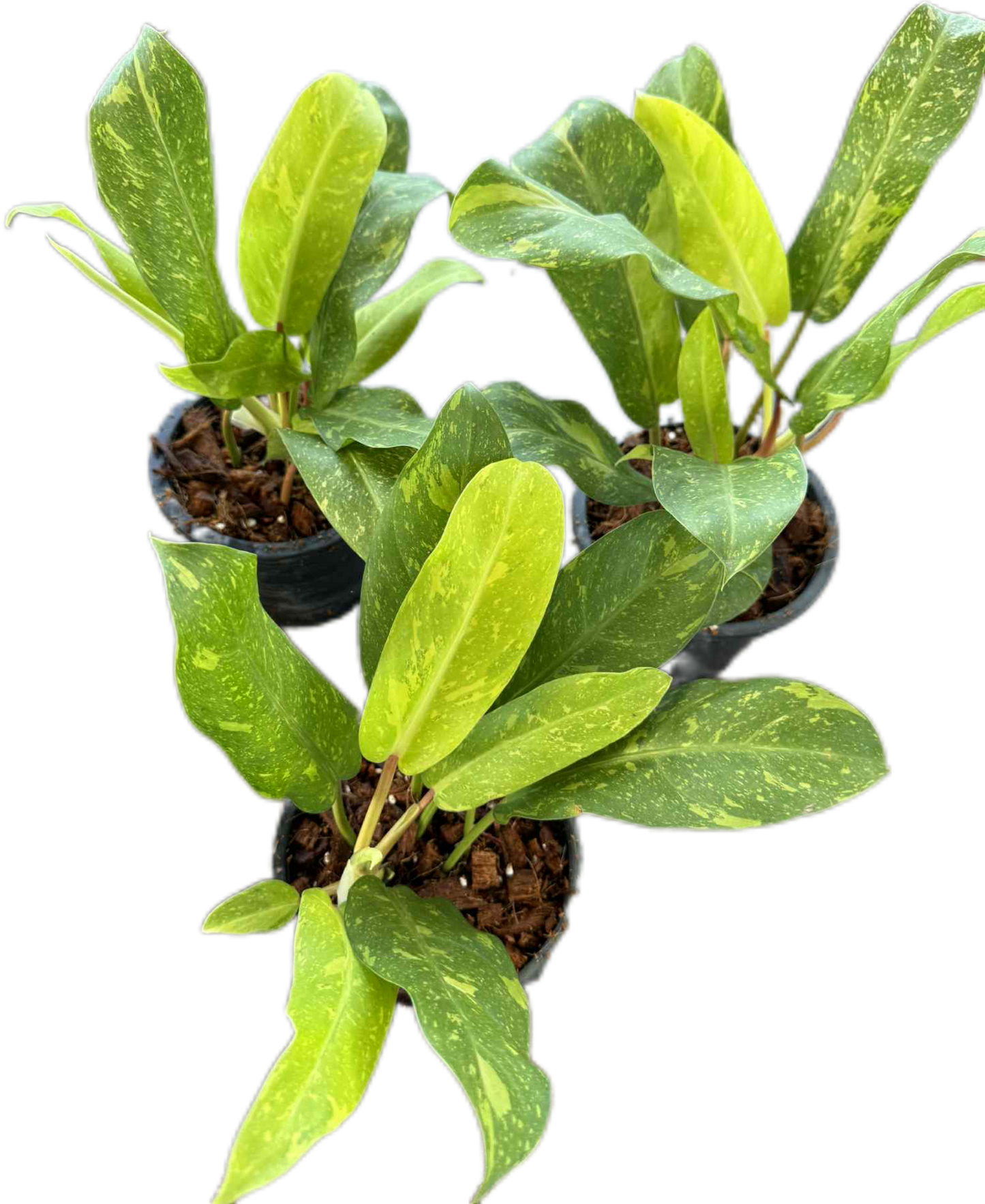 Philodendron Golden Goddess Variegated – Set of 5 Plants (Wholesale)