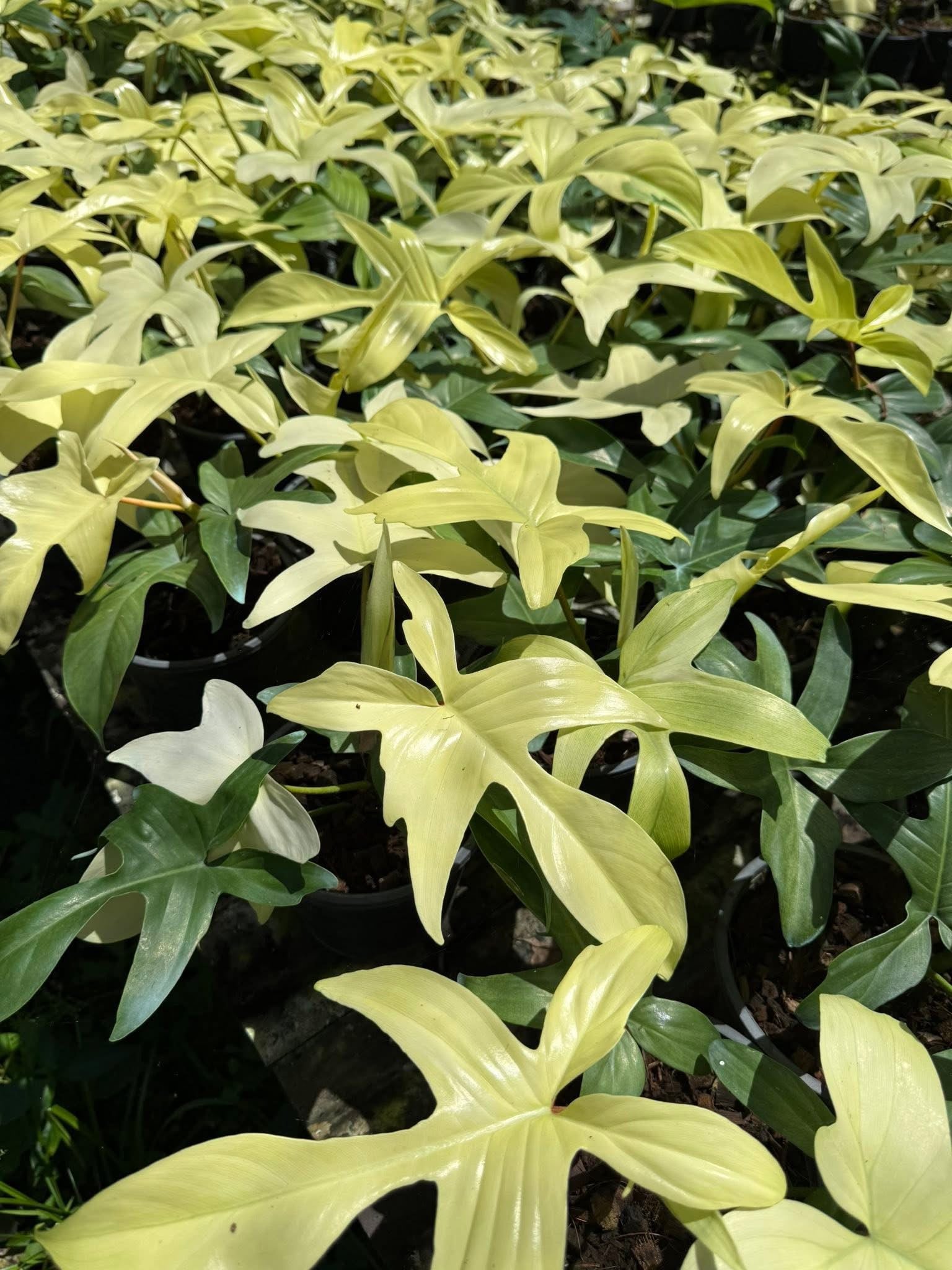 Philodendron “Florida Ghost” Variegated
