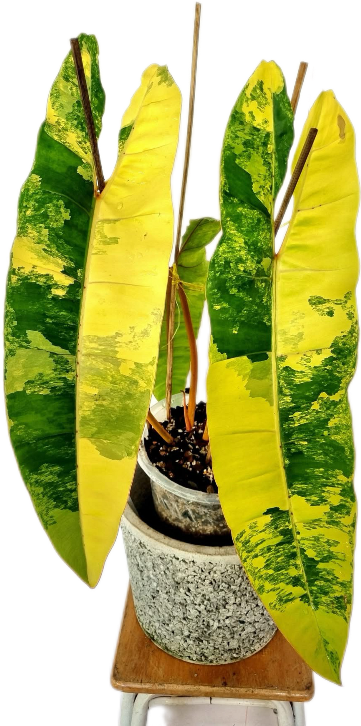 Philodendron Billiteae Variegated