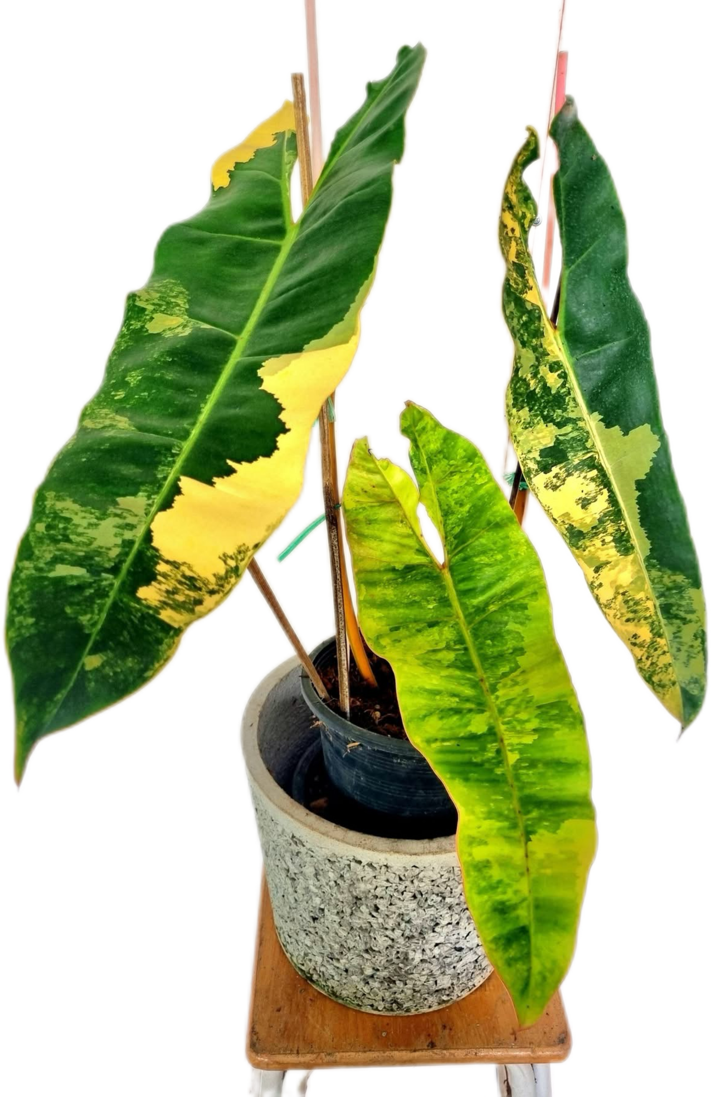 Philodendron Billiteae Variegated