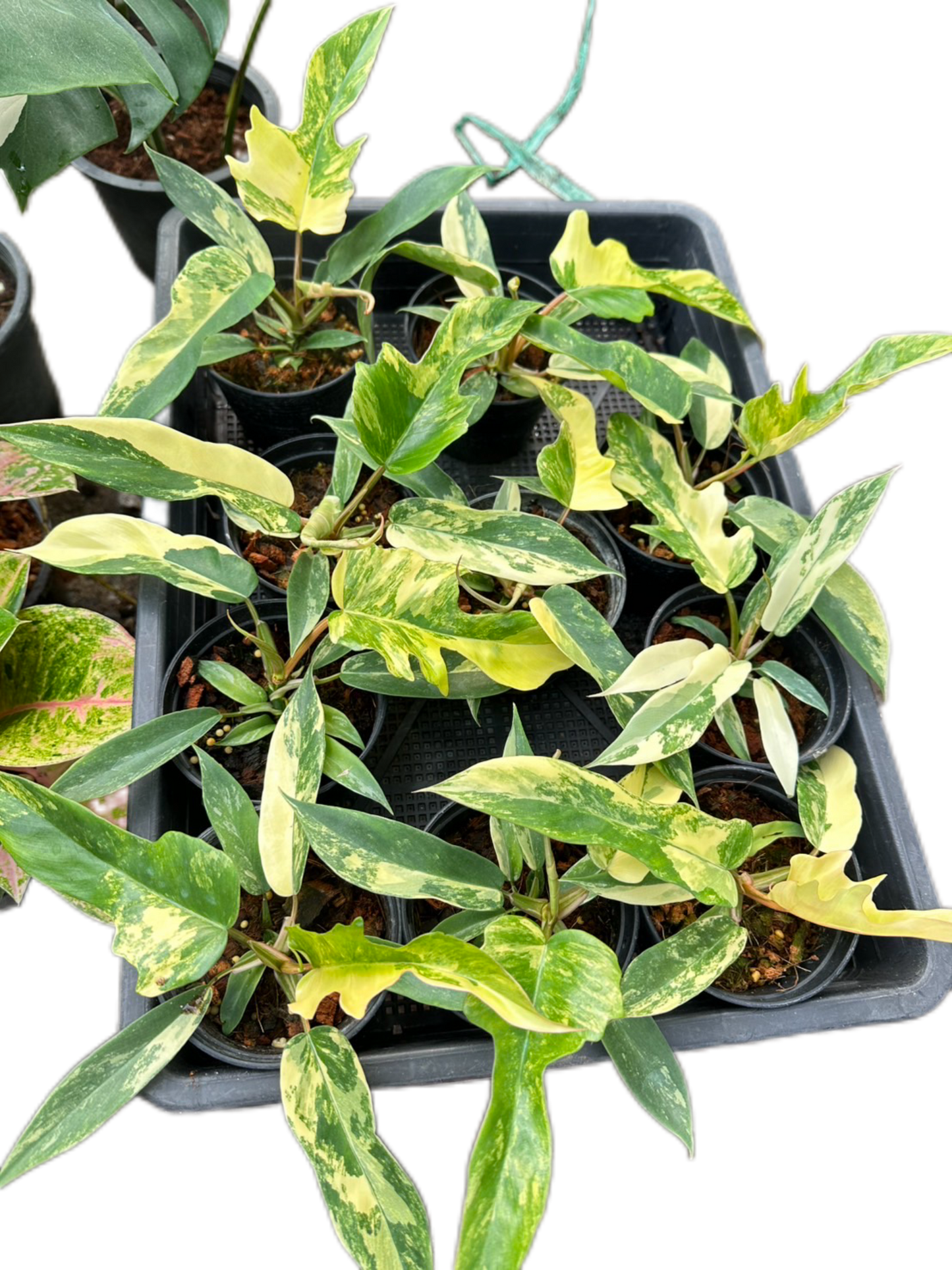 Philodendron Florida Beauty x Tortum Variegated – Set of 10 Plants