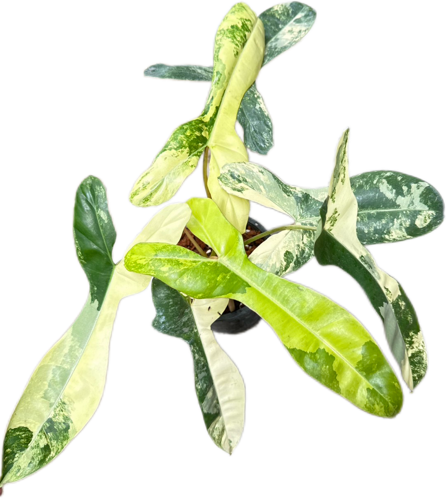 Philodendron Jennifer. Variegated