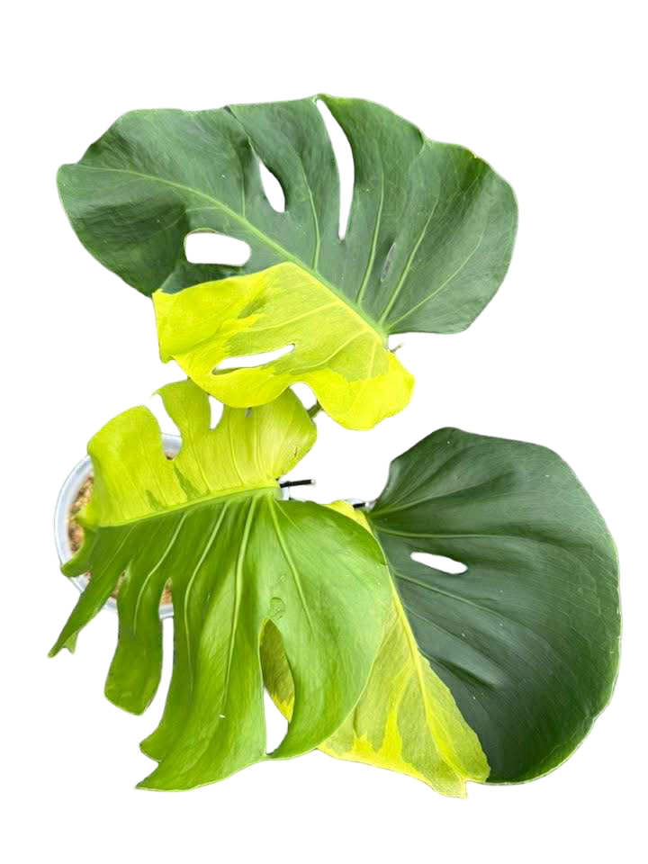 Monstera deliciosa ‘Yellow Lava’ – Rare Variegated Form (Actual Plant)