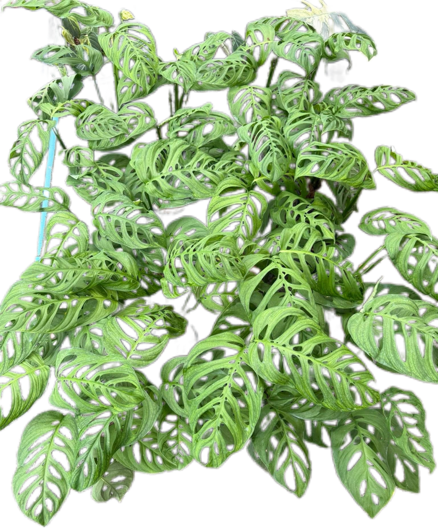 Monstera Esqueleto Set of 10 Plants