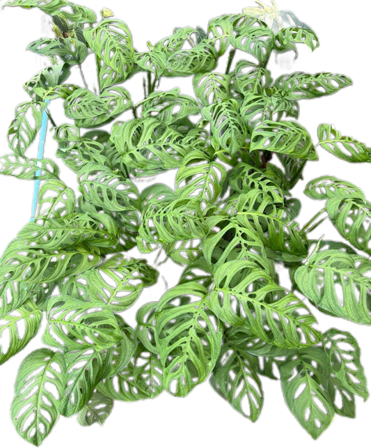 Monstera Esqueleto Set of 10 Plants