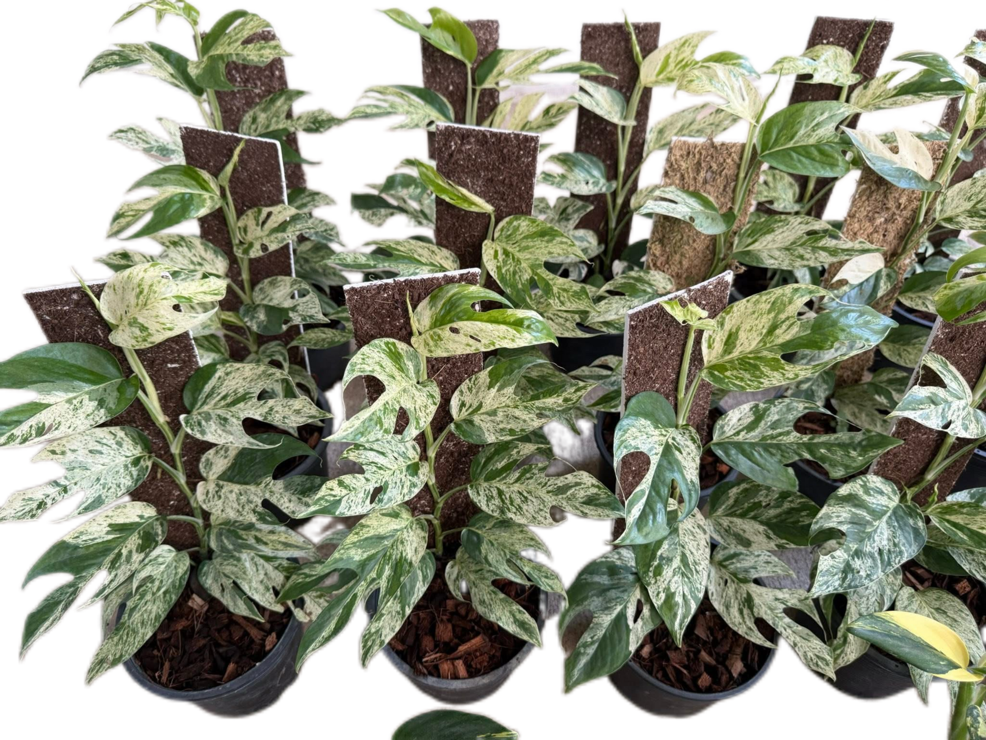 Epipremnum Pinnatum Marble – Wholesale Set of 10 Plants