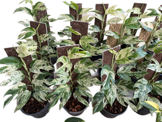 Epipremnum Pinnatum Marble – Wholesale Set of 10 Plants