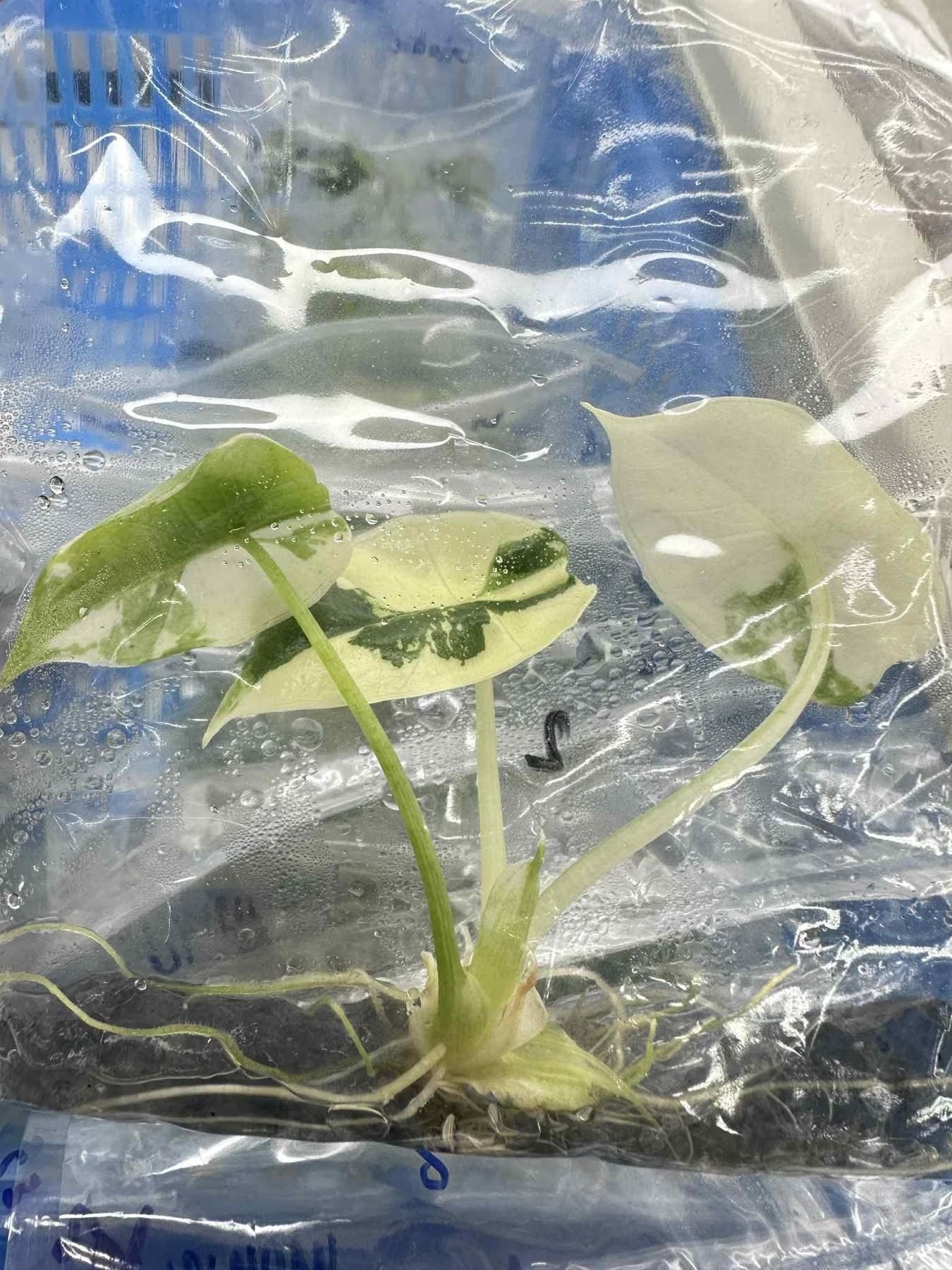 Alocasia Bisma (Platinum) Albo Variegated – Tissue Culture Wholesale