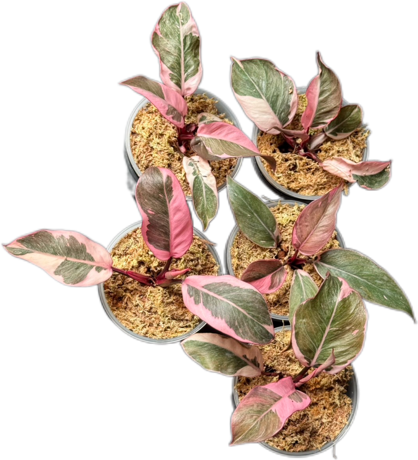 Philodendron Pink Princess Mutation