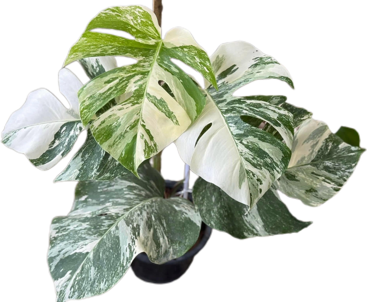 Monstera Albo (3-5 leaves)