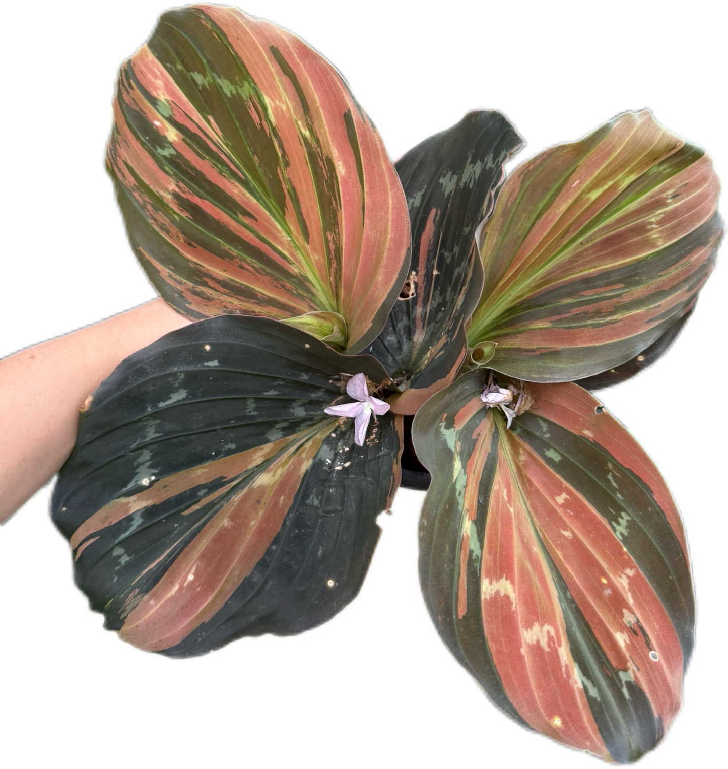 Kaempferia sp. Variegated