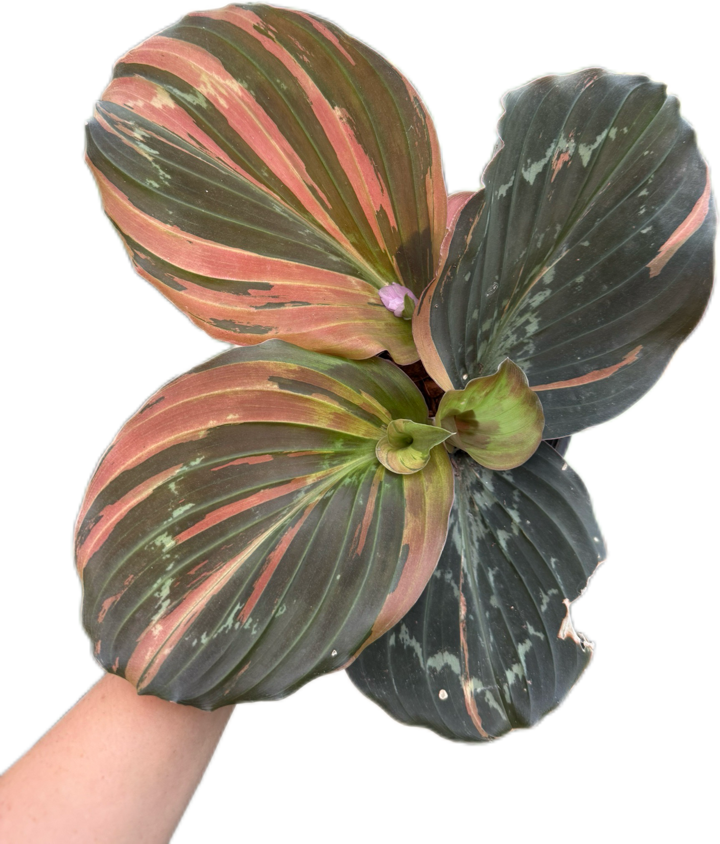 Kaempferia sp. Variegated