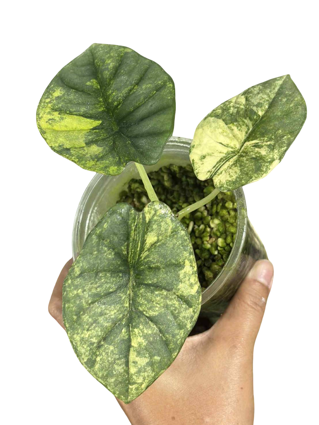 Buy Alocasia Maharani Gold Lime Variegated | Thailand Export