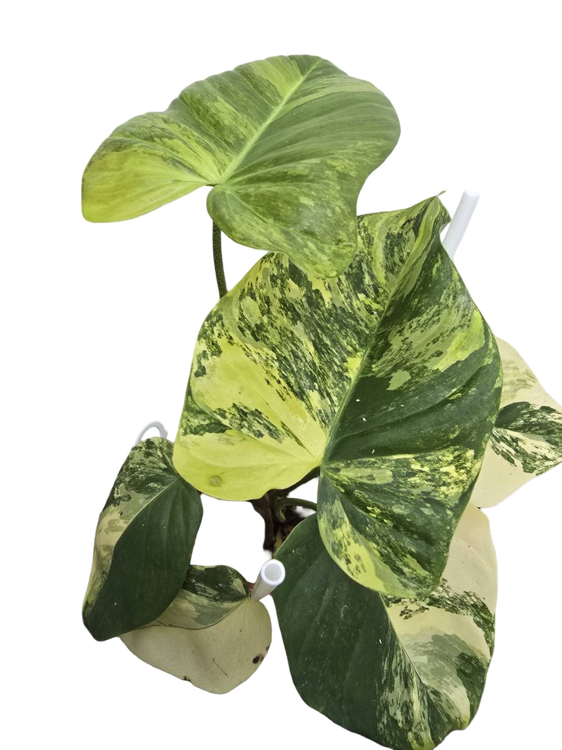 Philodendron Florida Beauty × Nangaritense Variegated