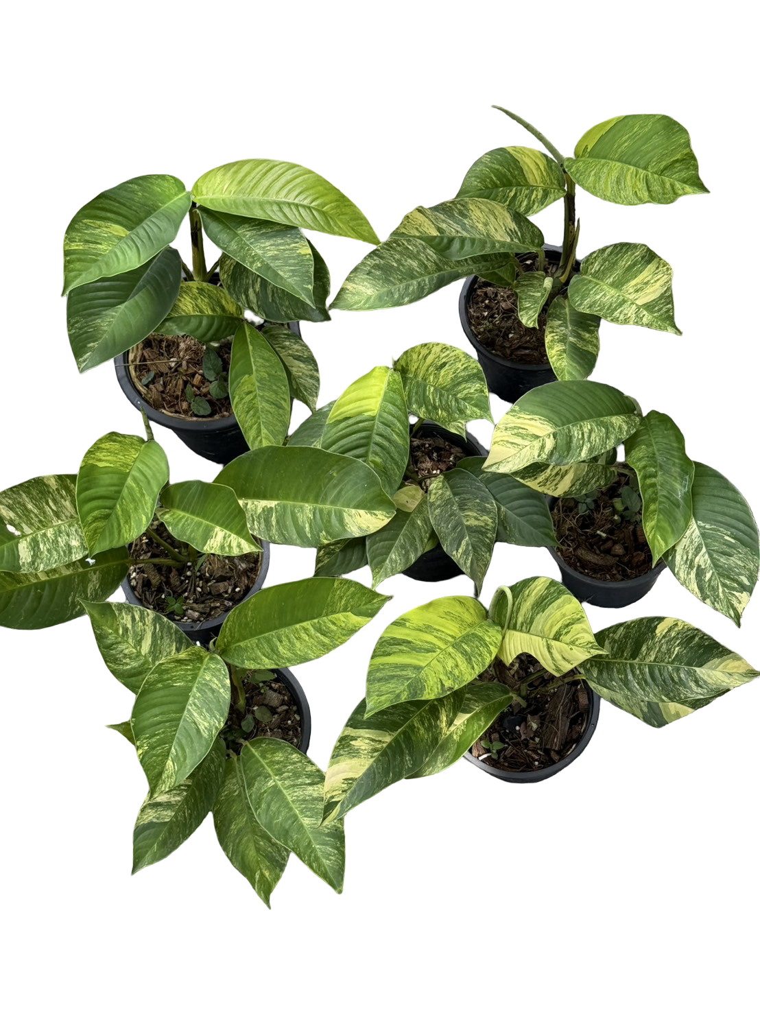 Rhaphidophora Foraminifera Aurea Variegated – Wholesale Set of 5 Plants