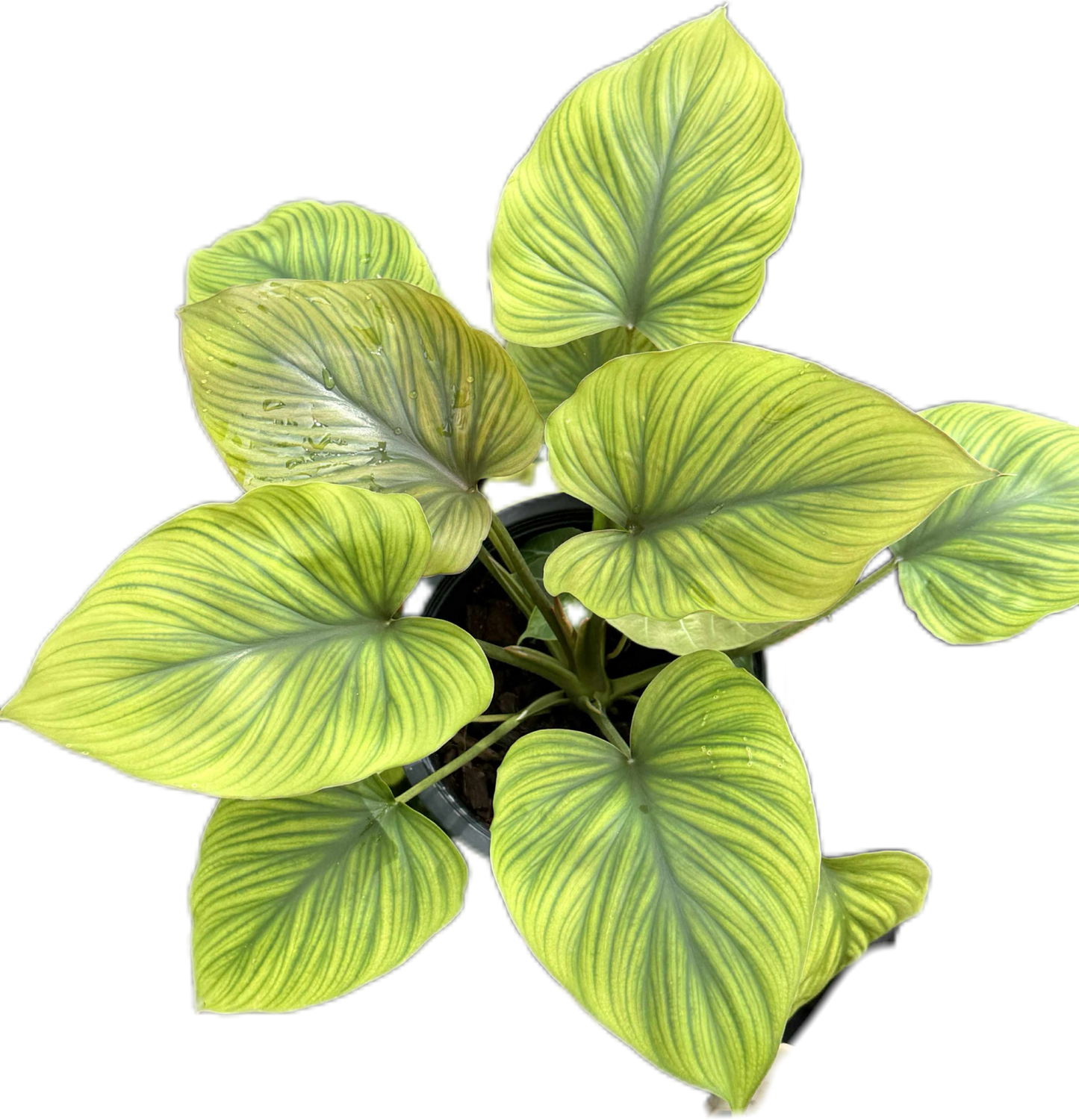 King of Heart Naga (Homalomena rubescens Kunth) – Set of 5 Plants (Wholesale)