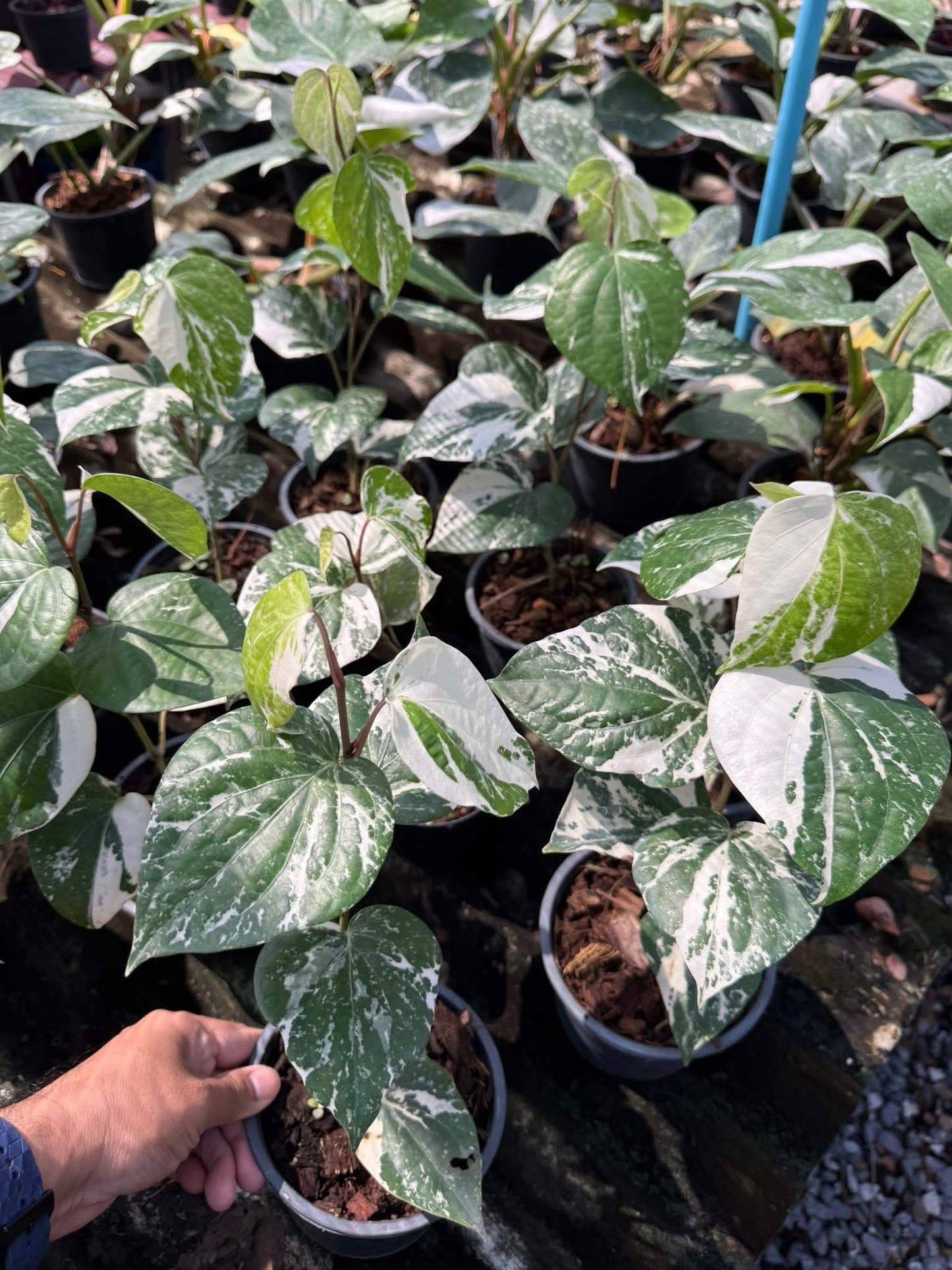 Piper nigrum Variegated