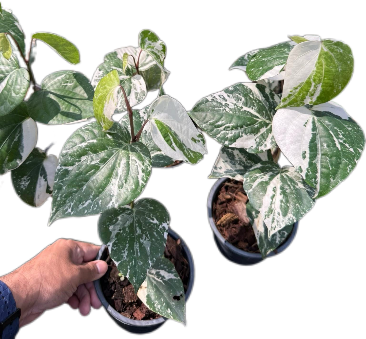 Piper nigrum Variegated