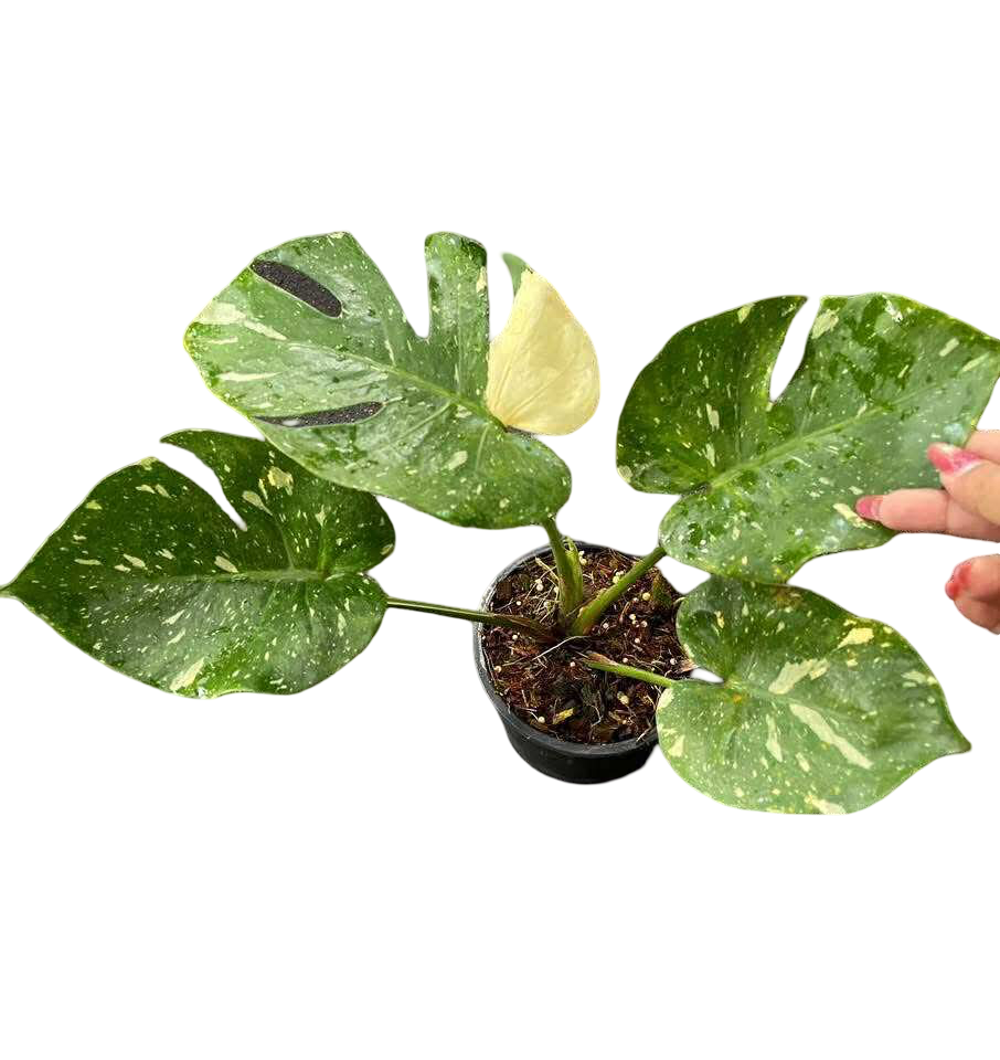 Monstera Thai Constellation Mutation (Actual Plant)