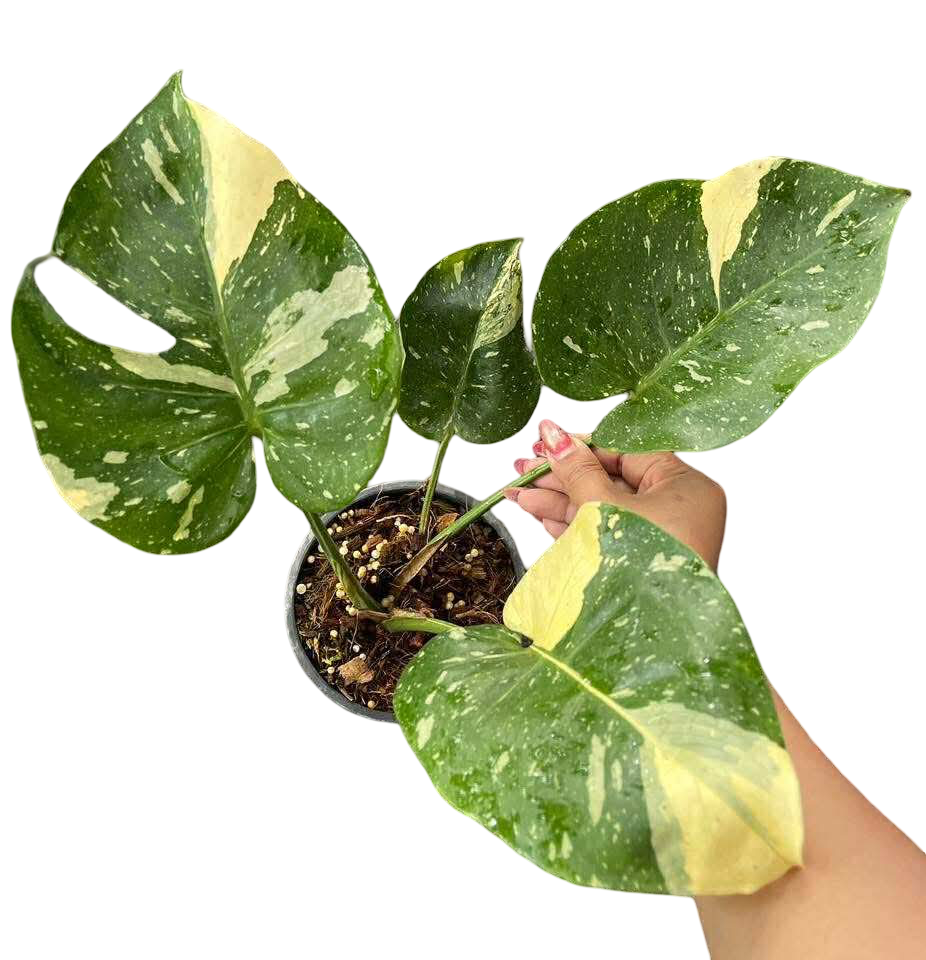 Monstera Thai Constellation Mutation (Actual Plant)