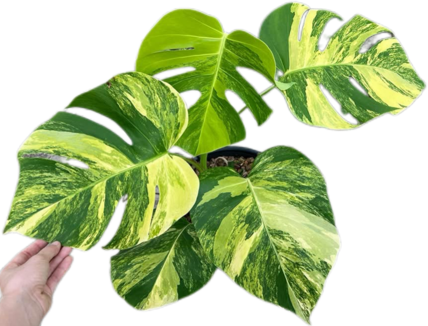 Monstera Aurea Borsigiana Variegated (3-5 Leaves)