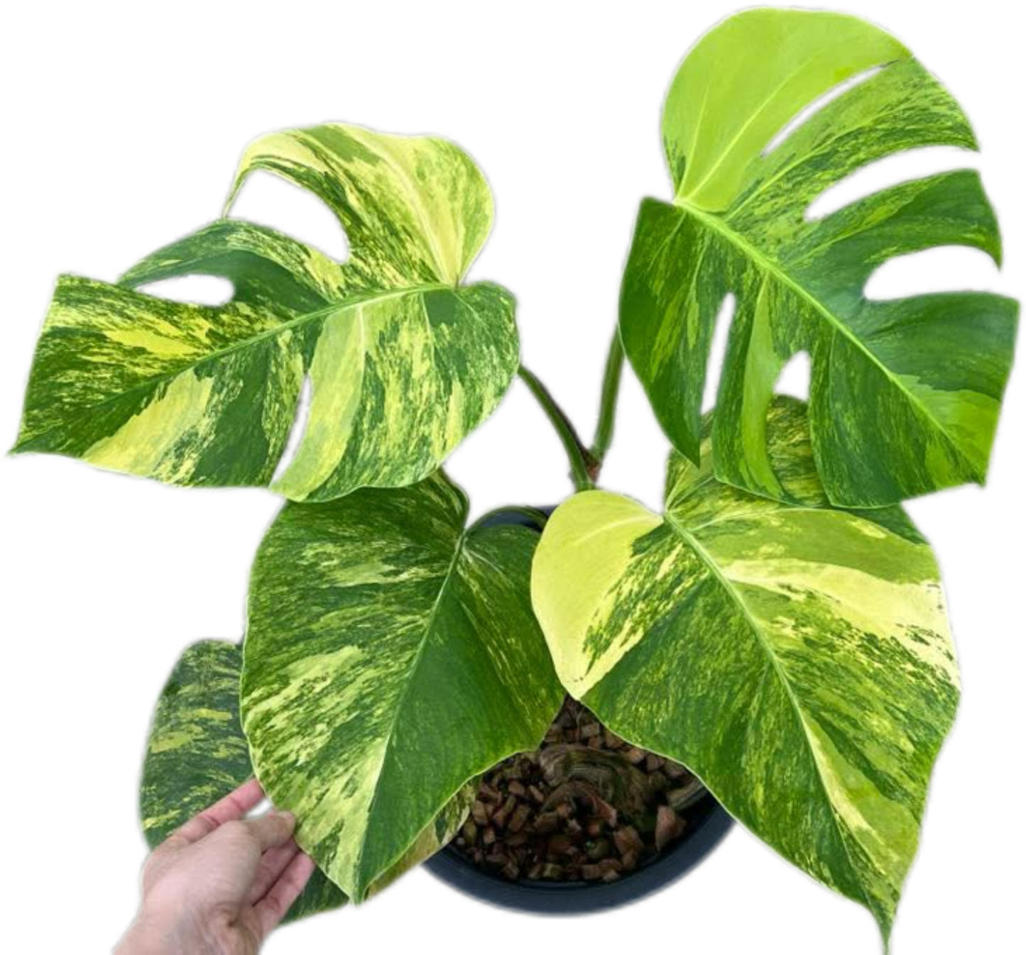 Monstera Aurea Borsigiana Variegated (3-5 Leaves)