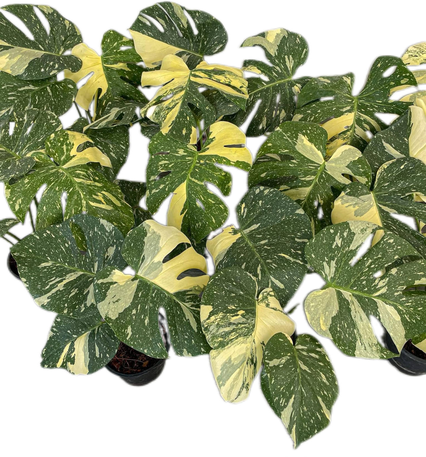 Monstera Thai Constellation (High Variegated ) Set of 10 Plants Wholesale