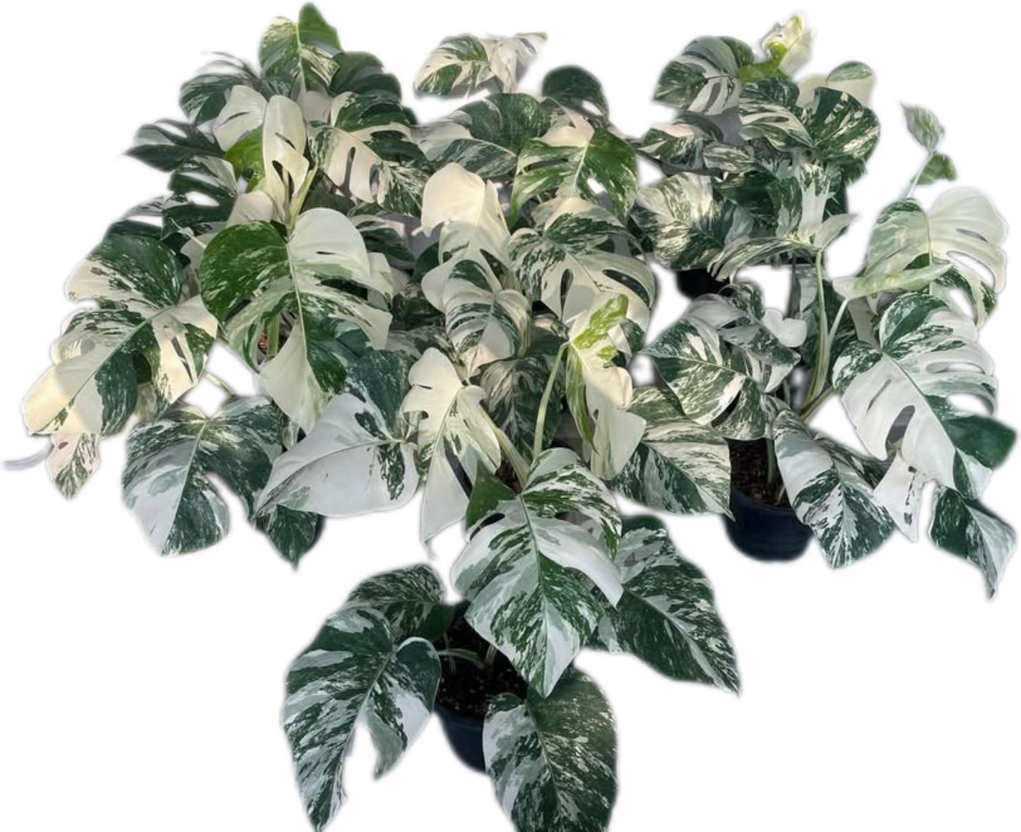 Monstera Albo (3-5 leaves) Set of 10 Plants Wholesale